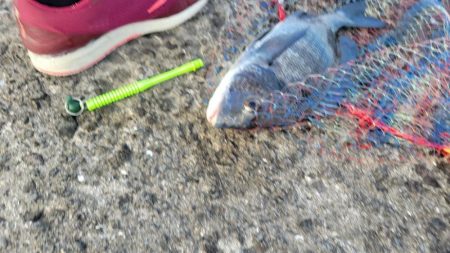 ホームでフカセ