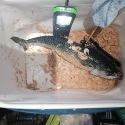 ギガ混じりのサバ大発生中