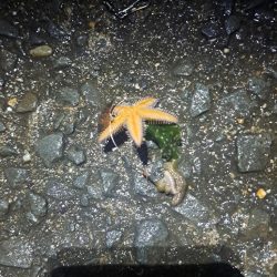 食いの悪い穴子釣り