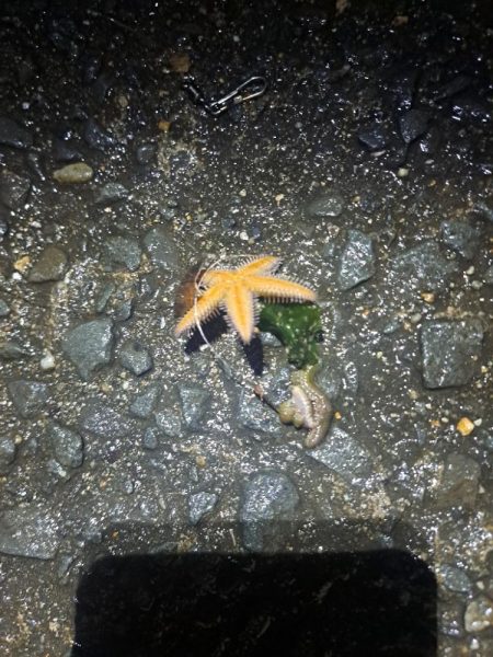 食いの悪い穴子釣り