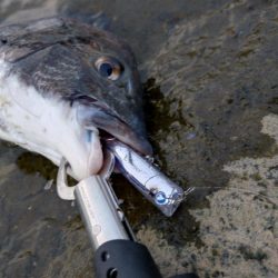 チヌトップ開幕