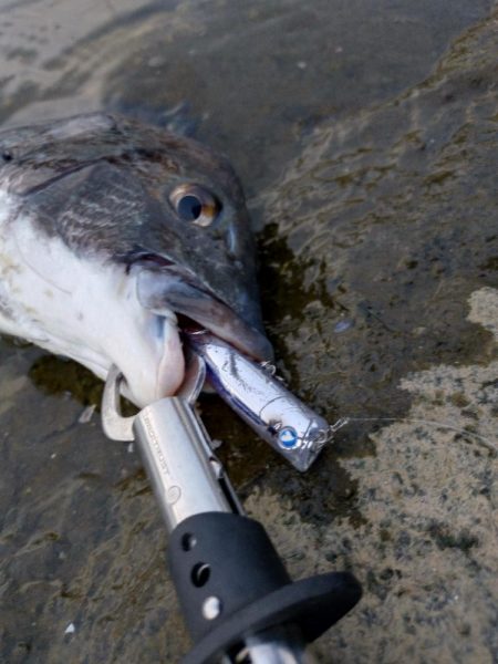 チヌトップ開幕