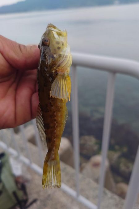 久しぶりのロックフィッシュ