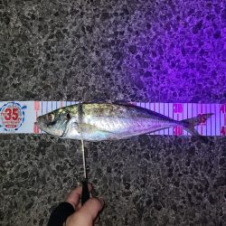 遠距離サーフアジング。