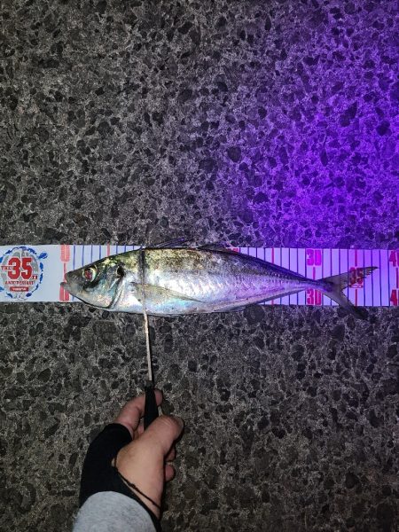 遠距離サーフアジング。