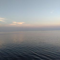 ヒラメ、マゴチ