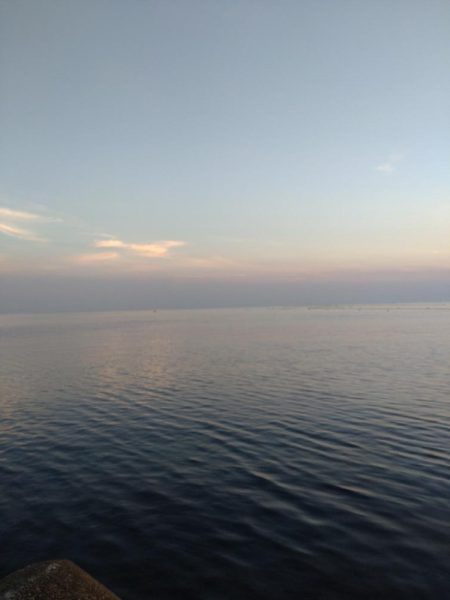 ヒラメ、マゴチ