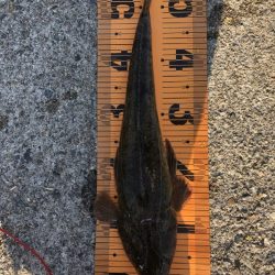 マゴチ1匹、エソ1匹