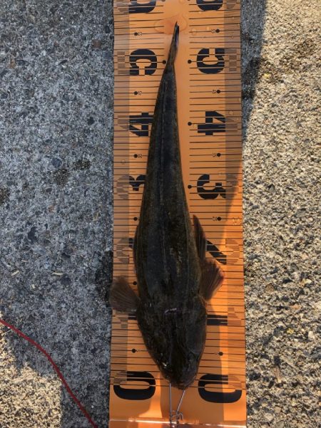 マゴチ1匹、エソ1匹