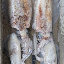 イカのウキ釣りに挑戦!