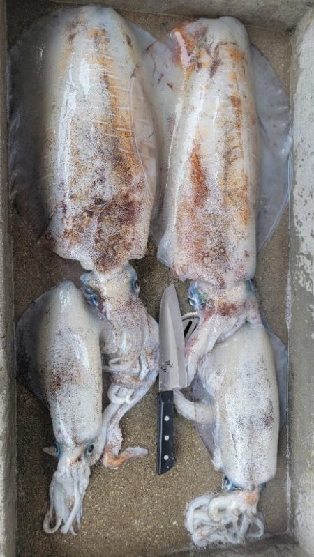 イカのウキ釣りに挑戦!