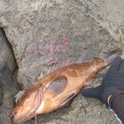 ロックショアでモンスター