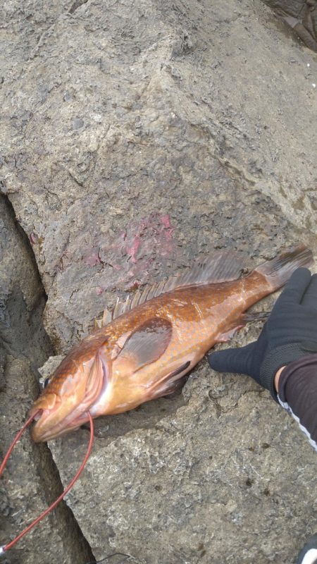 ロックショアでモンスター