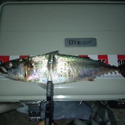 昨日のリベンジ釣行🎣