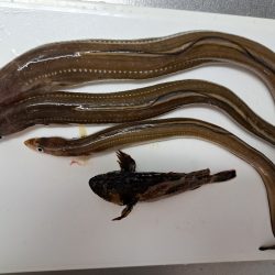 初夏のごん太アナゴ