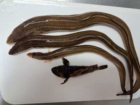 初夏のごん太アナゴ