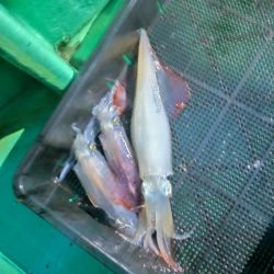 今季初のイカメタル