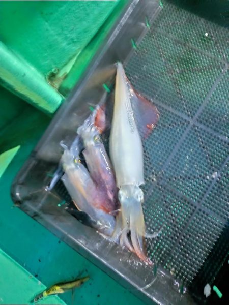 今季初のイカメタル