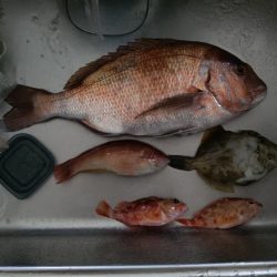 激渋カワハギからのサビキで鯛