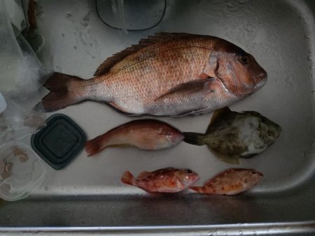 激渋カワハギからのサビキで鯛