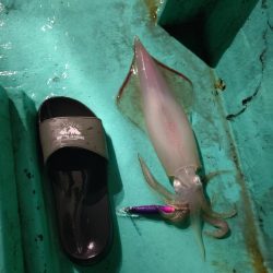 浜田沖でのイカメタル