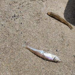 京都府舞鶴キス釣り