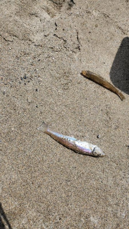 京都府舞鶴キス釣り