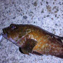 新ルアーでガシラ