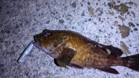 新ルアーでガシラ