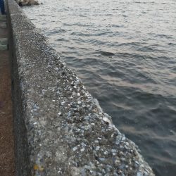 濁り潮の夕マヅメ