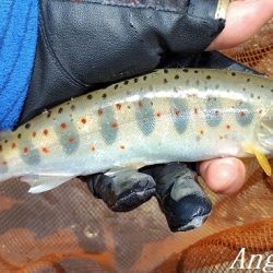 渇水、梅雨はどこへ？