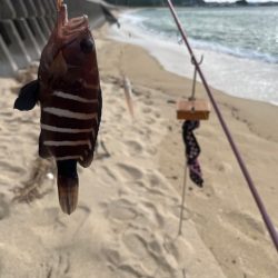 今日は小型メインでした