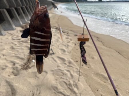 今日は小型メインでした