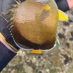 和歌山市江（吉丸渡船）でグレ釣り