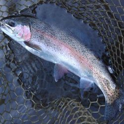 平谷湖フィッシングスポットでサクラマスを狙…