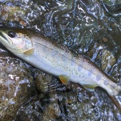 １匹目が川サバ ～長良川水系～