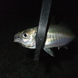 久々のアジング