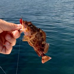 アオリ時々ほぼチビガシラ