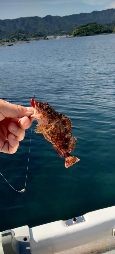 アオリ時々ほぼチビガシラ