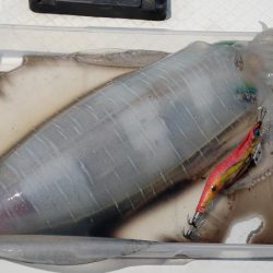 シーズン終盤エギング