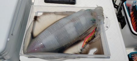 シーズン終盤エギング