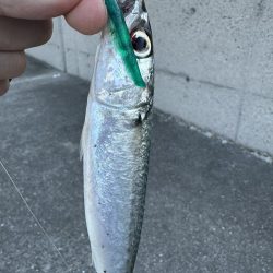 アジングでゴマサバ