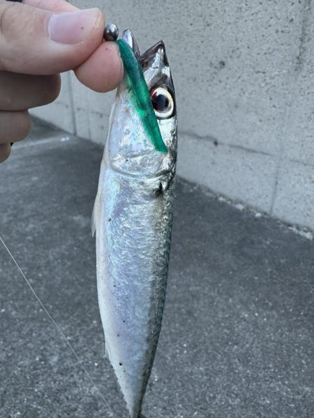 アジングでゴマサバ