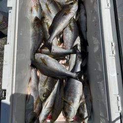 旬のイサキ釣り