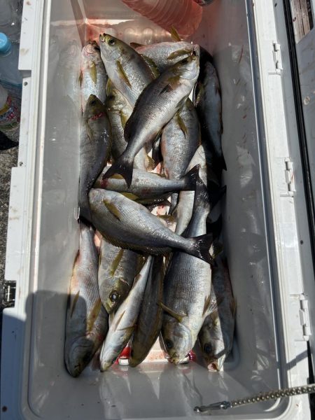 旬のイサキ釣り