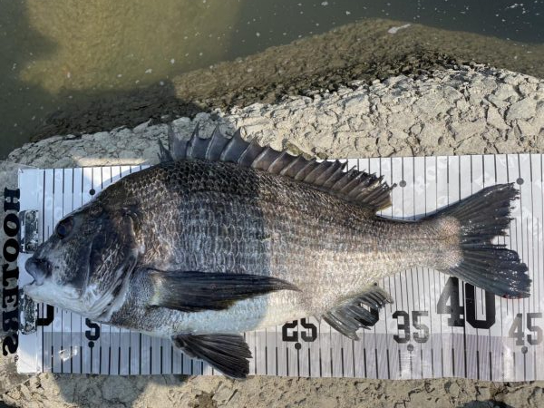 イチノ兄弟、釣果！