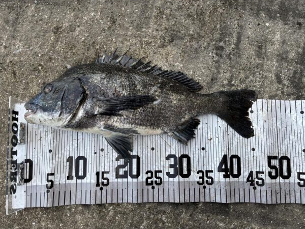 イチノ兄弟、釣果！