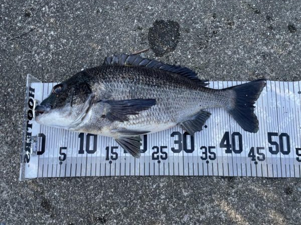 イチノ兄弟、釣果！