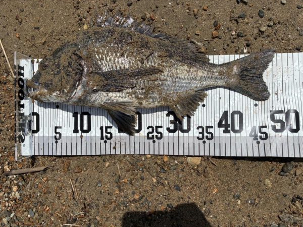 イチノ兄弟、釣果!