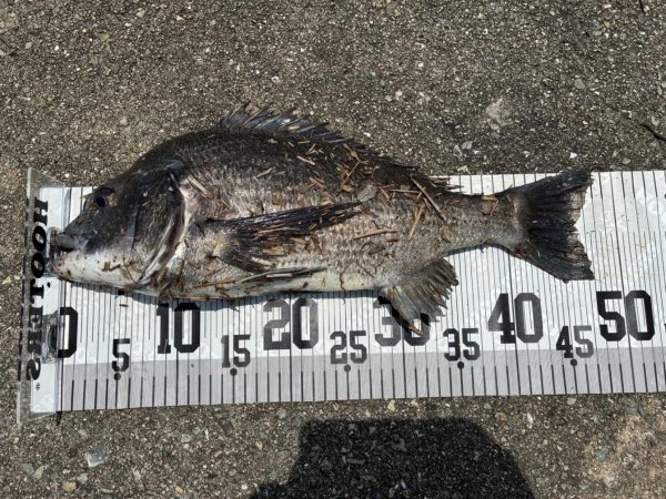 イチノ兄弟、釣果!